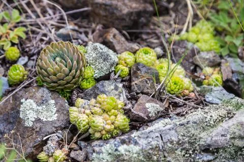 Houseleeks  grows right on the rocks , Altai, Russia Foto stock