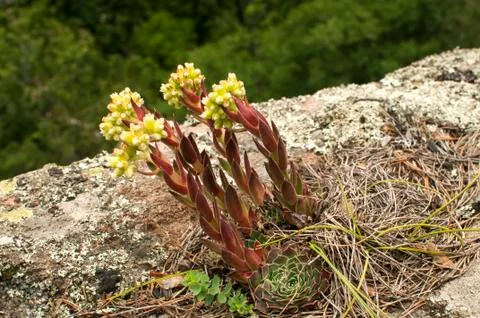 Houseleeks on mountain rock Stock Photos