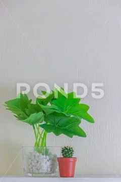 Houseplant and cactus in cute pots on wooden shelf on white wall with copy space Stock Photos