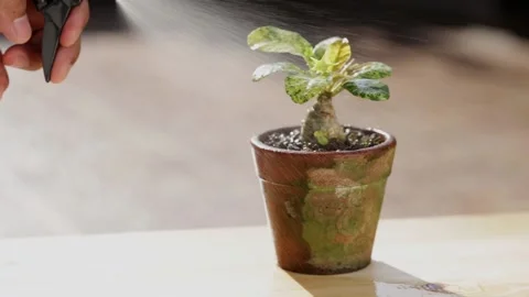 Houseplant Care. Stock Footage 188783071