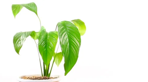 Houseplant Stock Footage 23111726