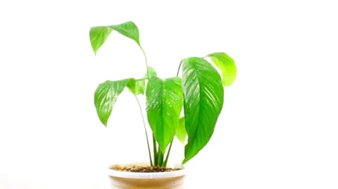 Houseplant Stock Footage 23111756