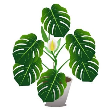 Houseplant of a monstera or split-leaf philodendron (Monstera deliciosa) Stock Illustration