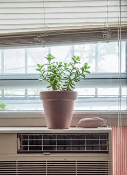 Houseplant Stock Photos