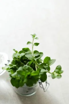Houseplant Stock Photos