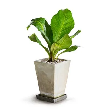 Houseplant Stock Photos
