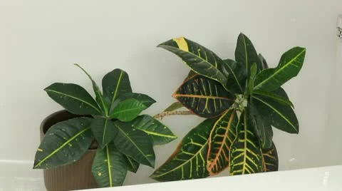 Houseplant Shower Stock Footage 10688870