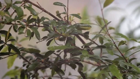 Houseplant is sprayed with water, close-up Stock Footage 83246948