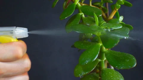 Houseplant is sprayed with water, closeup. Stock Footage 101478934
