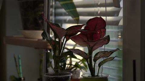 A houseplant on the window in the evening Stock Footage 199836378