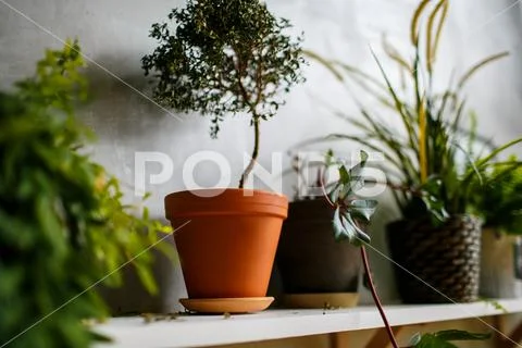 Houseplant withering on wooden shelf in the room closeup Stock Photos
