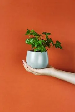 Houseplant in a woman's hand Stock Photos