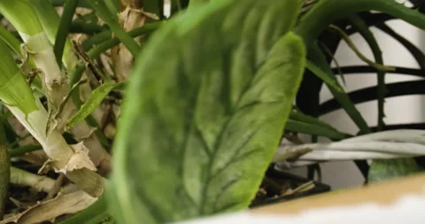 Houseplants in close up, macro shot Stock Footage 146515145