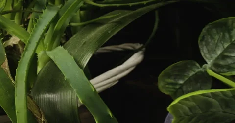 Houseplants in close up, macro shot Stock Footage 146515151