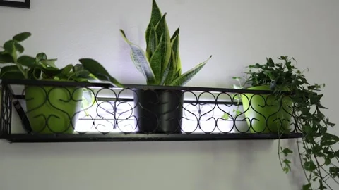 Houseplants on decorative wall shelf Stock Footage 336927770