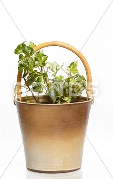 Houseplants in flower pot Stock Photos