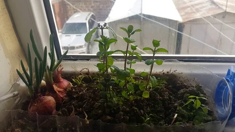 Houseplants Stock Footage 106368784