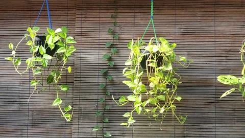 Houseplants Stock Footage 298567759