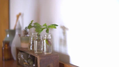Houseplants kept in transparent containers Video stock 87119766