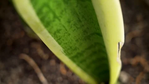 Houseplants leaf with intricate green pattern details and vibrant colors Stock Footage 277114696
