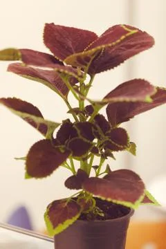 Houseplants Stock Photos