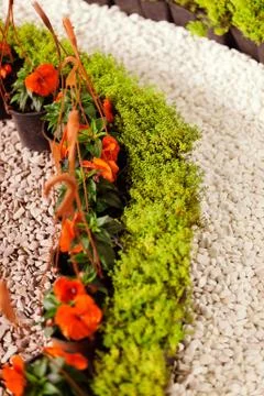 Houseplants Stock Photos