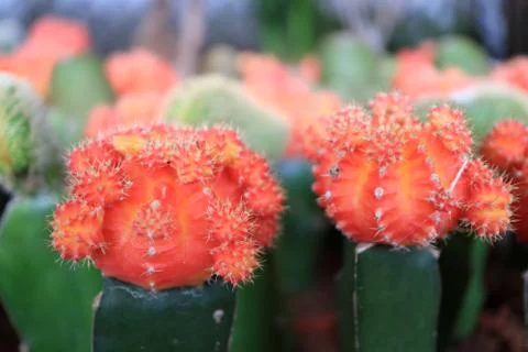 Houseplants. Stock Photos