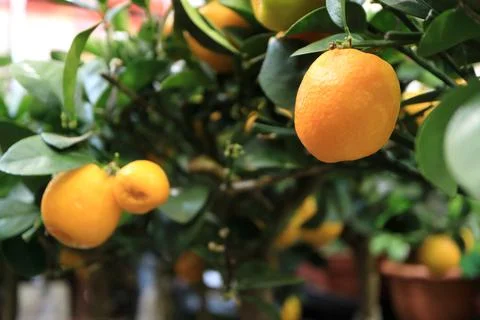 Houseplants. Stock Photos