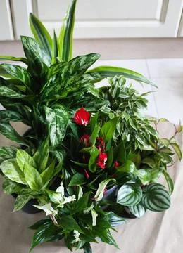Houseplants Stock Photos