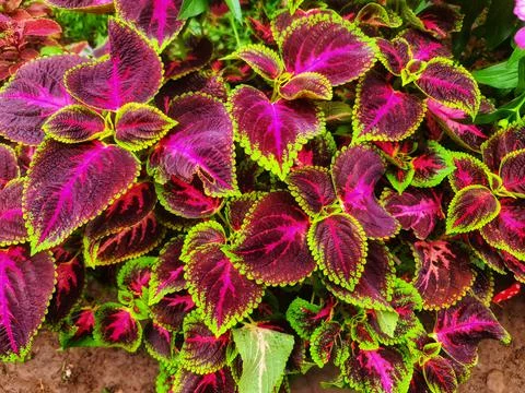 Houseplants Foto stock