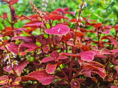Houseplants Foto stock