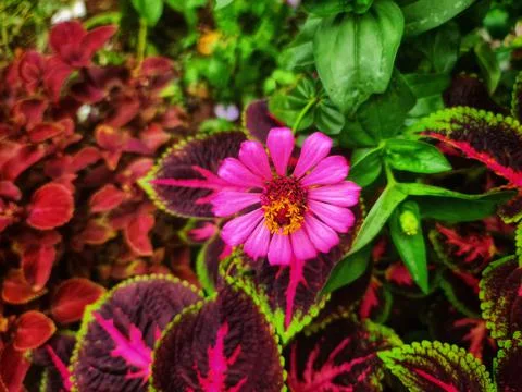 Houseplants Foto stock