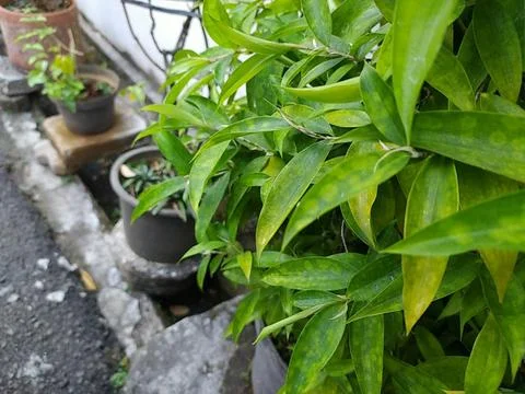 Houseplants Stock Photos