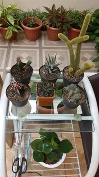 Houseplants Stock Photos
