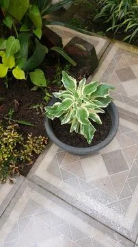 Houseplants Stock Photos