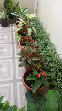 Houseplants Stock Photos