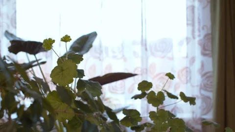 Houseplants in the room Stock Footage 128898086