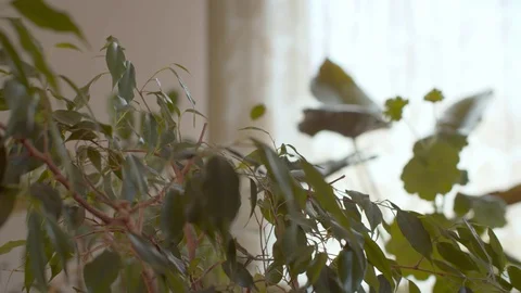 Houseplants in the room Stock Footage 128898130