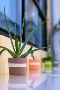 Houseplants in a Row Stock Photos