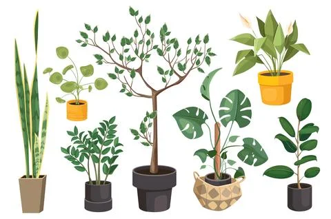 Houseplants set graphic elements in flat design. Bundle of potted plants, mon Stock Illustration