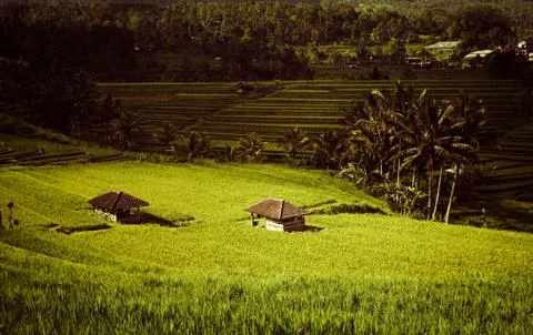 Houses in the rice field Stock Photos