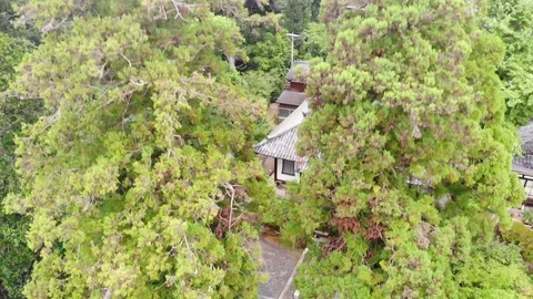 Houses in the trees Vidéo 122925502