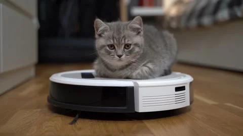 Housework and smart technology concept. Little kitten tired of playing and falls Stock Footage 155073373