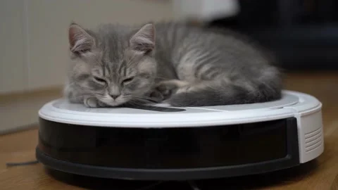 Housework and smart technology concept. Little kitten tired of playing and falls Stock Footage 155073647