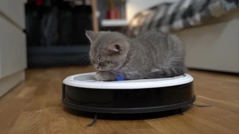Housework and smart technology concept. Little kitten tired of playing and falls Stock Footage 155073869