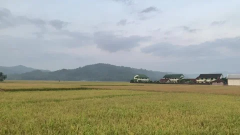 Housing in the middle of rice fields Stock Footage 273634815