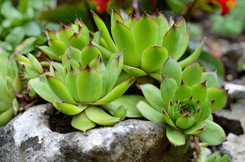 Housleeks growing on the rock Stock-Fotos