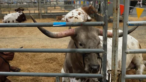 Houston Rodeo Carnival Stock Footage 307210619