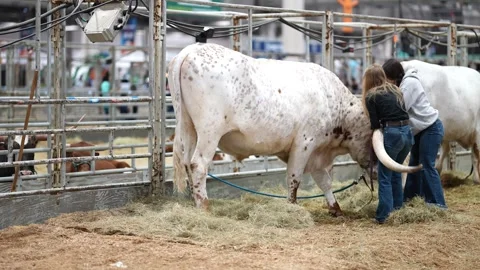 Houston Rodeo Carnival Vídeo Stock 307210658