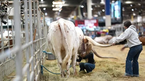 Houston Rodeo Carnival Видео 307210663
